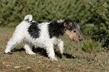 FOX TERRIER 429